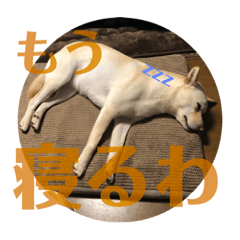 関西弁の白い犬 Lineスタンプ さかな