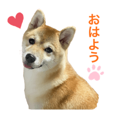 柴犬まるの Lineスタンプ Mihono