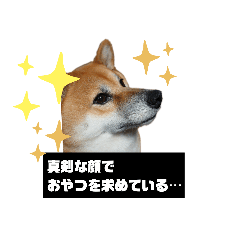 柴犬のきなこさん Lineスタンプ Saika